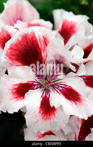 Pelargonium x domesticum 'Aztec'  syn Martha Washington regal geranium tender perennial white red stripe flowers blooms Stock Photo