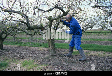 Man pruning a apple tree coming into leaf with a bow saw Stock Photo