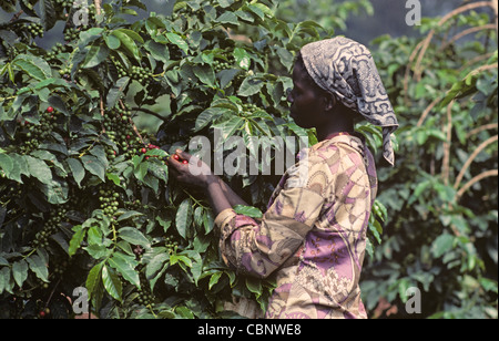 Girl picking ripe coffee cherries from the bush, Nairobi, Kenya Stock Photo