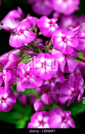 Phlox paniculata Amethyst Garden Phlox violet purple perennial flowers blooms blossoms herbaceous Stock Photo