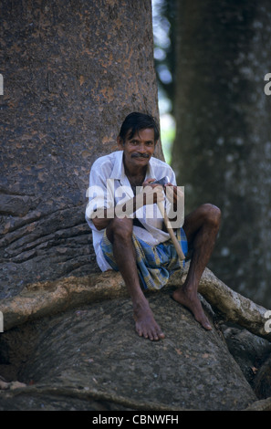 Local gardener sitting on root Queensland Kauri pine tree (Agathis robusta), Peradeniya Botanical Garden, Kandy, Sri Lanka Stock Photo
