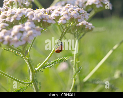 ladybird beetle, ladybugs on yarrow / Coccinellidae, Achillea millefolium / Marienkäfer an gemeiner Schafgarbe Stock Photo