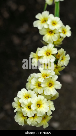 sisyrinchium striatum pale yellow eyed grass closeup selective focus plant portraits flowers petals flowering cream perennials Stock Photo