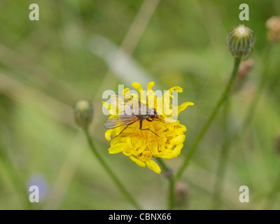 housfly on a bloom / Musca domestica / Gemeine Stubenfliege auf einer Blüte Stock Photo