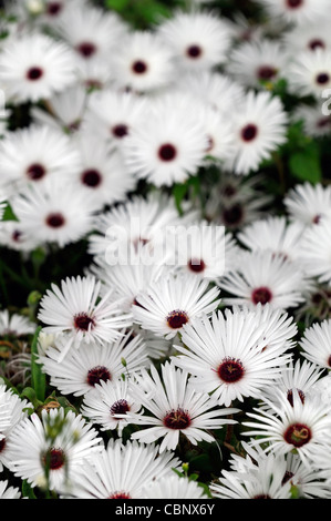osteospermum south african daisy white perennials closeup selective focus  flowers floral plant portraits blooms blossoms Stock Photo