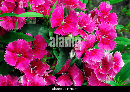 Dianthus Ideal Select Raspberry Chinensis x Barbatus hardy annual bright pink carnation flowers blooms blossoms Stock Photo