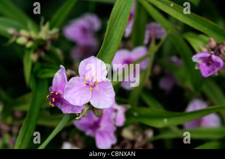 Tradescantia x andersoniana 'Concord Grape' spiderwort perennial plant Stock Photo