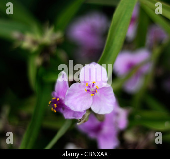 Tradescantia x andersoniana 'Concord Grape' spiderwort perennial plant Stock Photo