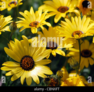 Dimorphotheca aurantiaca Spring Flash Yellow African daisy half hardy annual summer plant yellow flowers blooms blossoms Stock Photo