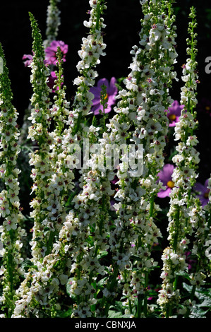 verbascum chaixii album agm white perennials pale pastel flower spikes spires nettle-leaved mullein mulleins flowers blooms blos Stock Photo