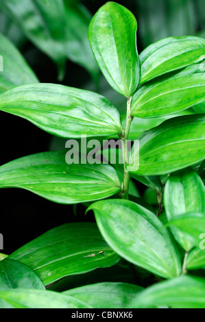 disporopsis pernyi evergreen solomons seal perny  closeup plant portraits green leaves leaf foliage perennial Stock Photo