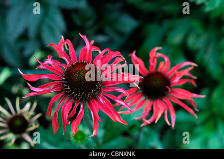 echinacea tomato soup coneflower red perennial herbaceous flowers blooms blossoms mixed bed border Stock Photo