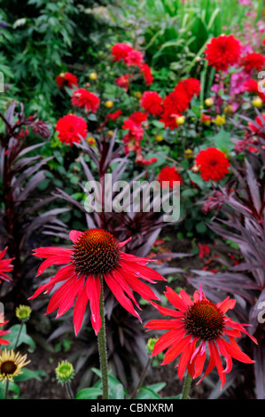 echinacea tomato soup coneflower red perennial herbaceous flowers blooms blossoms mixed bed border Stock Photo