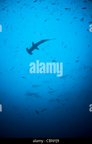 Scalloped hammerheads, Sphyrna lewini, school in blue water above a rocky, current-swept pinnacle. This shark is found worldwide Stock Photo