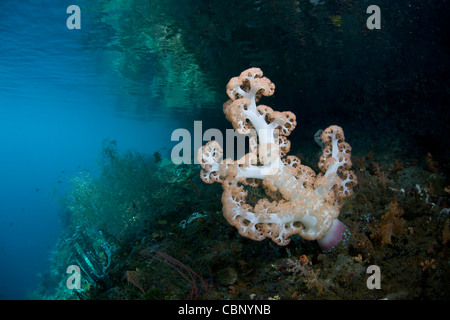 A colorful soft coral colony, Dendronephthya sp., grows along the edge of a channel where currents bring planktonic food. Stock Photo