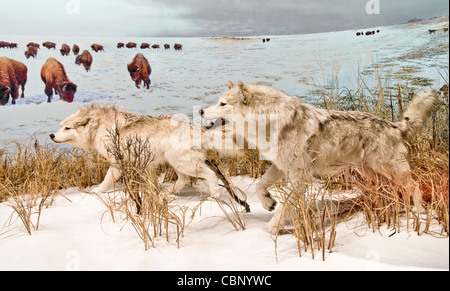 Small pack of arctic wolves getting ready to hunt bisons in the Canadian Northwest Territories. Stock Photo