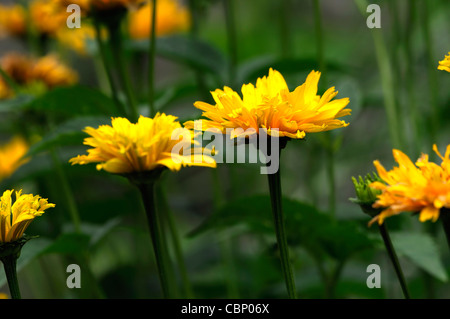 Heliopsis helianthoides var scabra Goldspitze False Sunflower hardy perennial herbaceous plant yellow orange flowers blooms Stock Photo