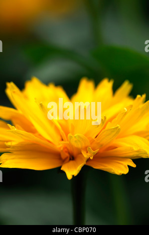 Heliopsis helianthoides var scabra Goldspitze False Sunflower hardy perennial herbaceous plant yellow orange flowers blooms Stock Photo