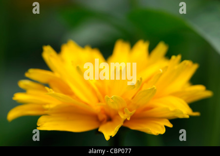 Heliopsis helianthoides var scabra Goldspitze False Sunflower hardy perennial herbaceous plant yellow orange flowers blooms Stock Photo