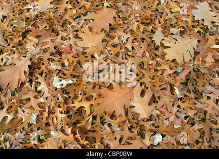 Fallen pin and red oak autumn leaves Quercus palustris rubra Stock Photo