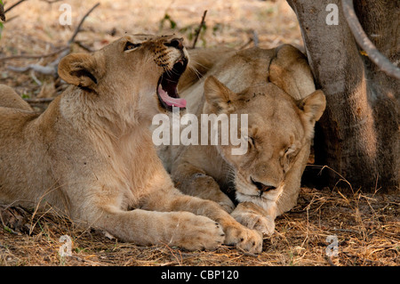 Africa Botswana Linyanti Reserve-Two lions laying down together-one sleeping, other yawning Stock Photo