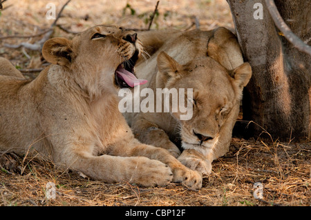 Africa Botswana Linyanti Reserve-Two lions laying down,one sleeping, other yawning Stock Photo
