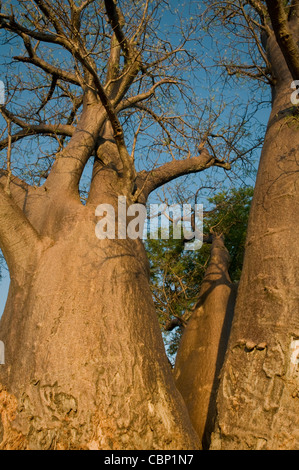 Africa Botswana Baobab tree on island in Okavango Delta Stock Photo