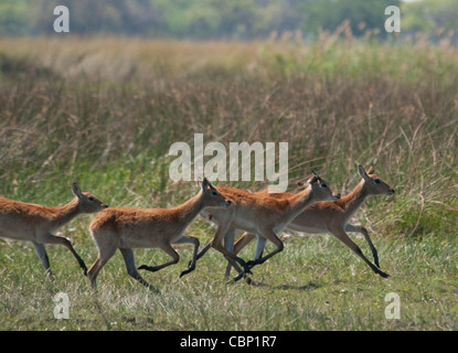 Africa Botswana Okavango Delta Red Lechwe running Stock Photo