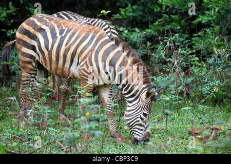 Zebras at Melaka Zoo. Stock Photo