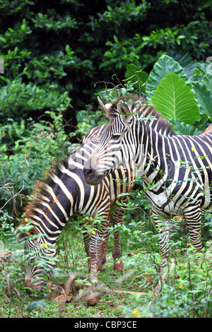 Zebras at Melaka Zoo. Stock Photo