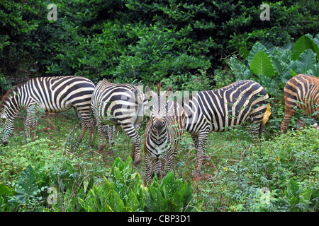Zebras at Melaka Zoo. Melaka, Malaysia, Southeast Asia, Asia Stock Photo