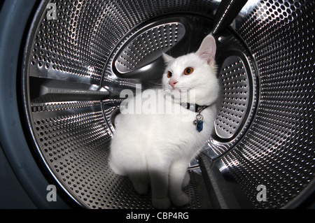 White cat in washing machine, washing machine,blur, blurred, bright, business,Sci-fi, cat in washing machine,laundry, Stock Photo