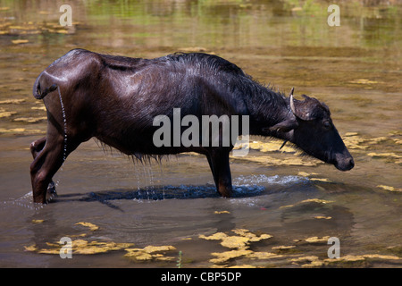 Buffalo in lake at Ranakpur in Pali District of Rajasthan, Western ...