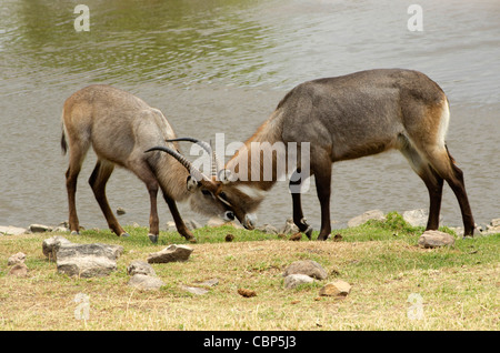 Animals fighting in Ruaha National Park, Tanzania Stock Photo