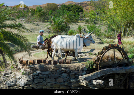 Farmer with oxen on water wheel to draw water from well for irrigation at Samad in Pali District of Rajasthan, Western India Stock Photo