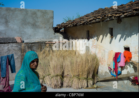 Drying mustard crop at home and laundry on washing line in Tarpal in Pali District of Rajasthan, Western India Stock Photo