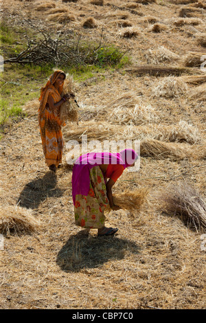 Female agricultural workers at Jaswant Garh in Rajasthan, Western India Stock Photo