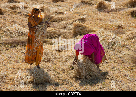 Women agricultural workers at Jaswant Garh in Rajasthan, Western India Stock Photo