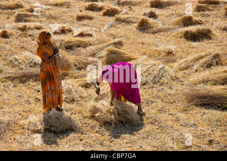 Women agricultural workers at Jaswant Garh in Rajasthan, Western India Stock Photo