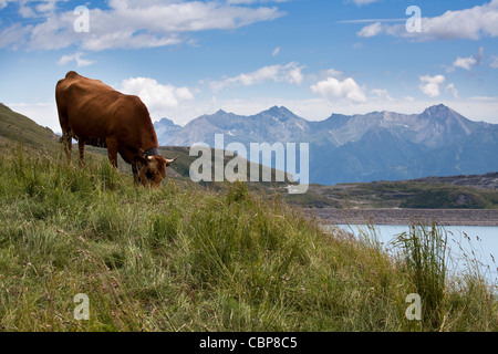 Cow in fields above shores of Lac du Mont Cenis, French Alps. Stock Photo