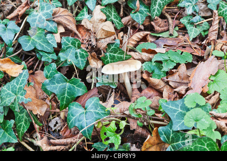 Beige toadstool in ivy and fallen oak leaves in the autumn, in English woodland Stock Photo