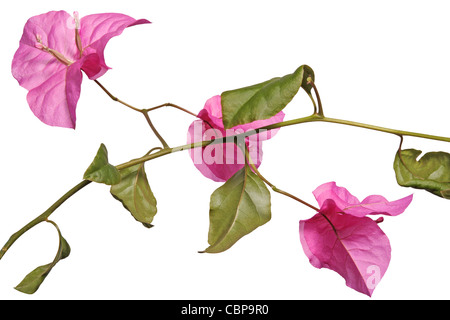 Spray of bougainvillea isolated on white Stock Photo