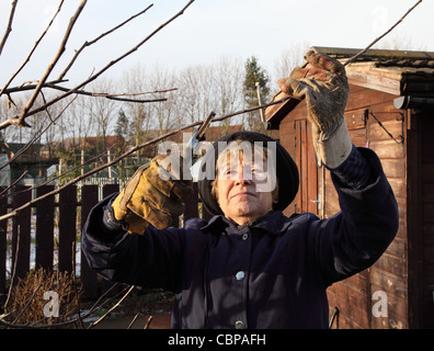 Mature woman pruning an apple tree in an allotment  at winter time. Stock Photo