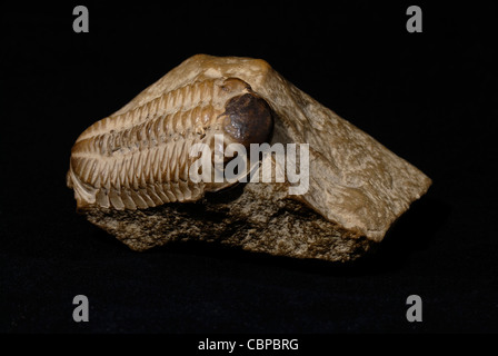 A well preserved example of a trilobite fossil embedded in a stone Stock Photo