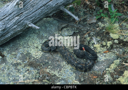 Timber Rattlesnake, Crotalus horridus,  New York State. USA. Tail has been marked red for identification. Stock Photo