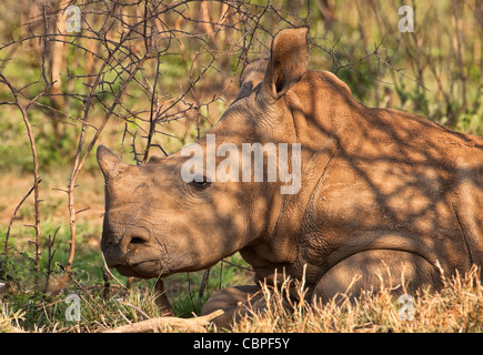 White rhinoceros (Ceratotherium simum) square-lipped rhinoceros calf. An endangered species in Madikwe Game Reserve South Africa Stock Photo