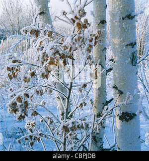 Birch trees covered by hoarfrost Stock Photo