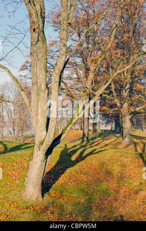 Avenue of old trees in autumn. Fallen leaves and long-lived trees. Stock Photo