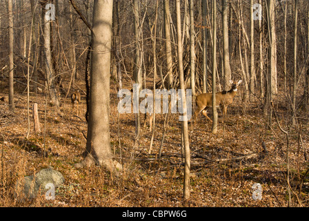 Whitetail deer in woods. Stock Photo