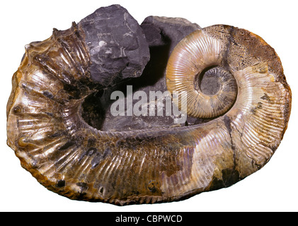 Aberrant Ammonite Fossil, Ancyloceras matheranianum, Lower Cretaceous, Russia Stock Photo